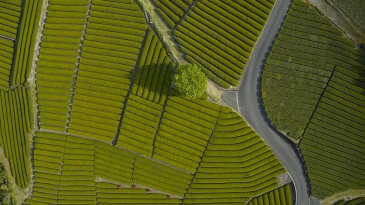 The Japon 0