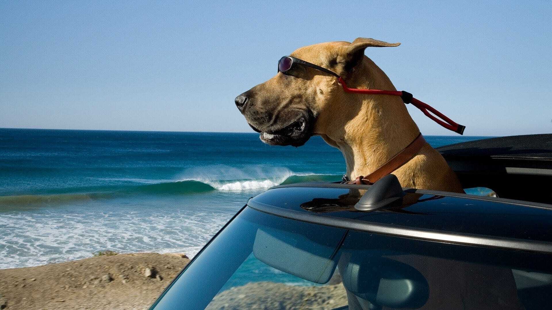 Marmaduke 3