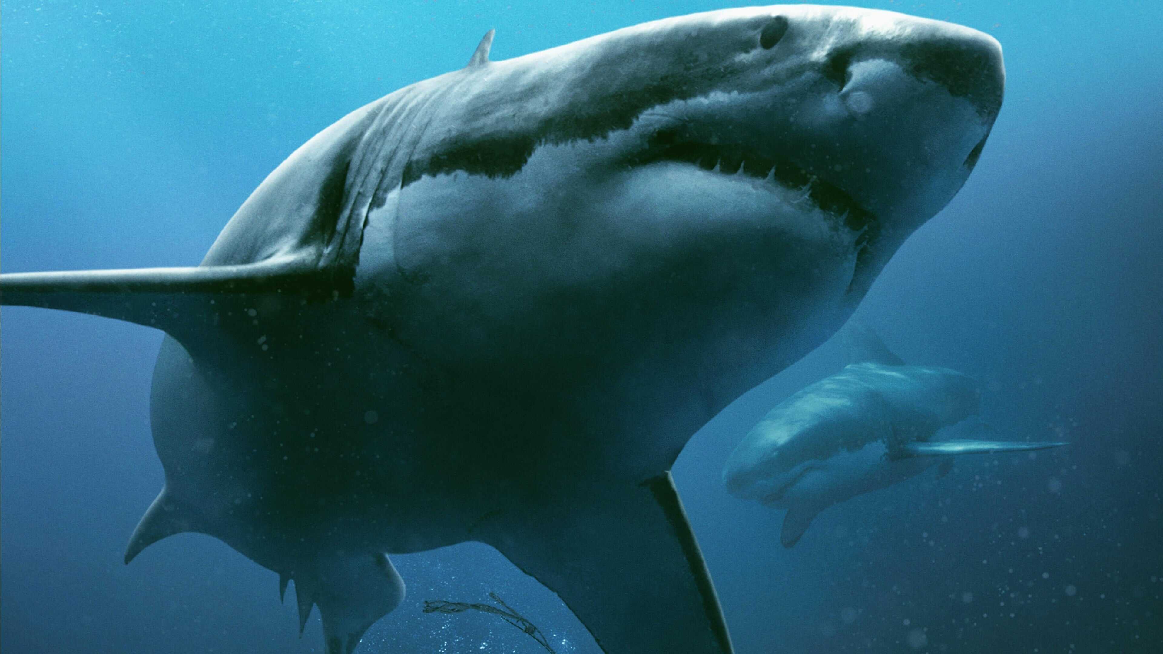 47 Meters Down 4