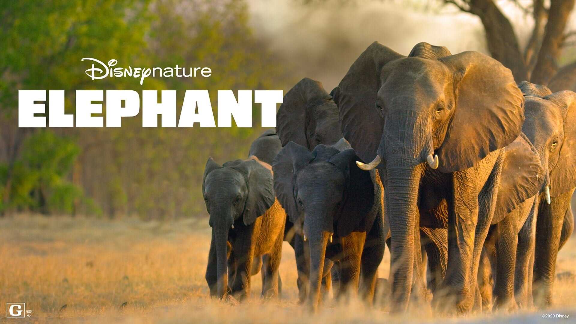 Elefante 0