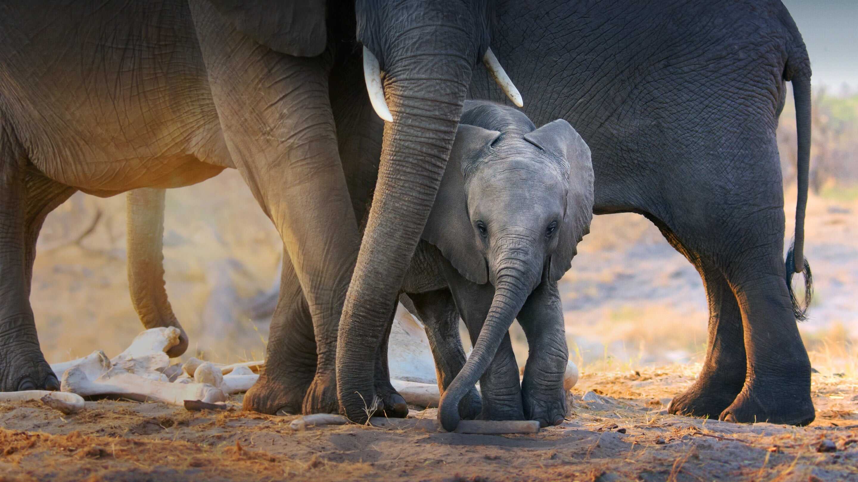 Elefante 1