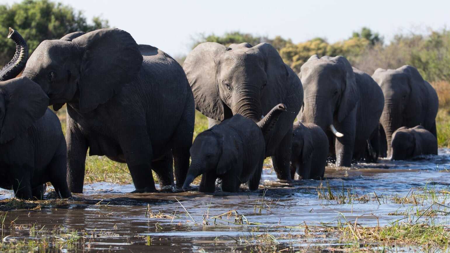 Elefante 2