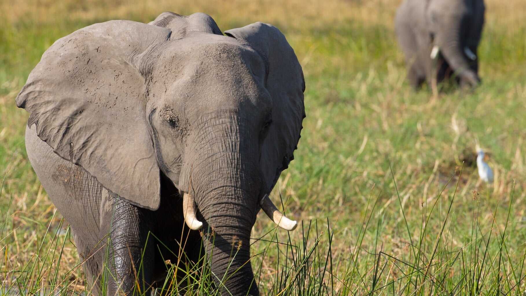 Elefante 3