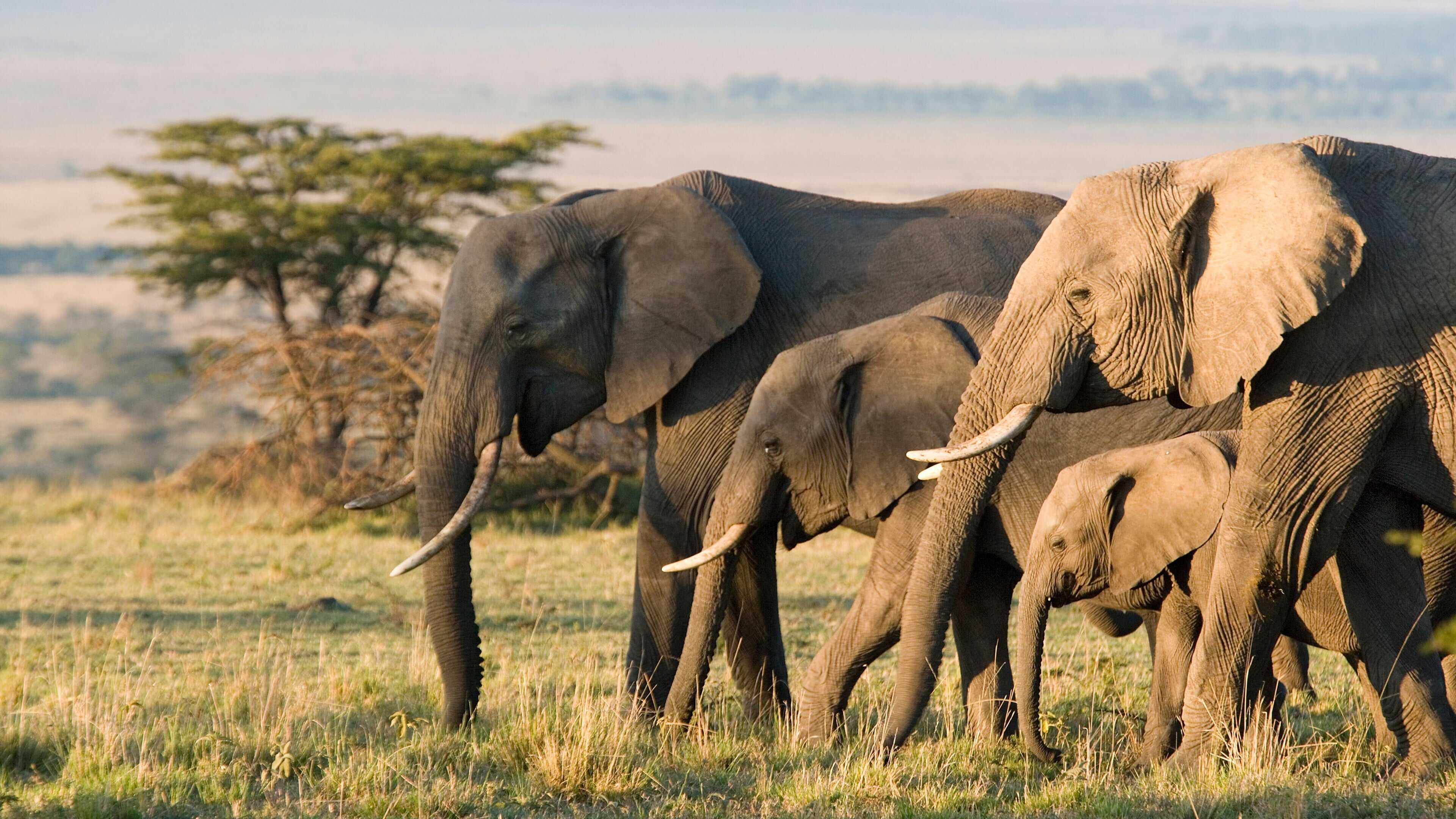 Elefante 4