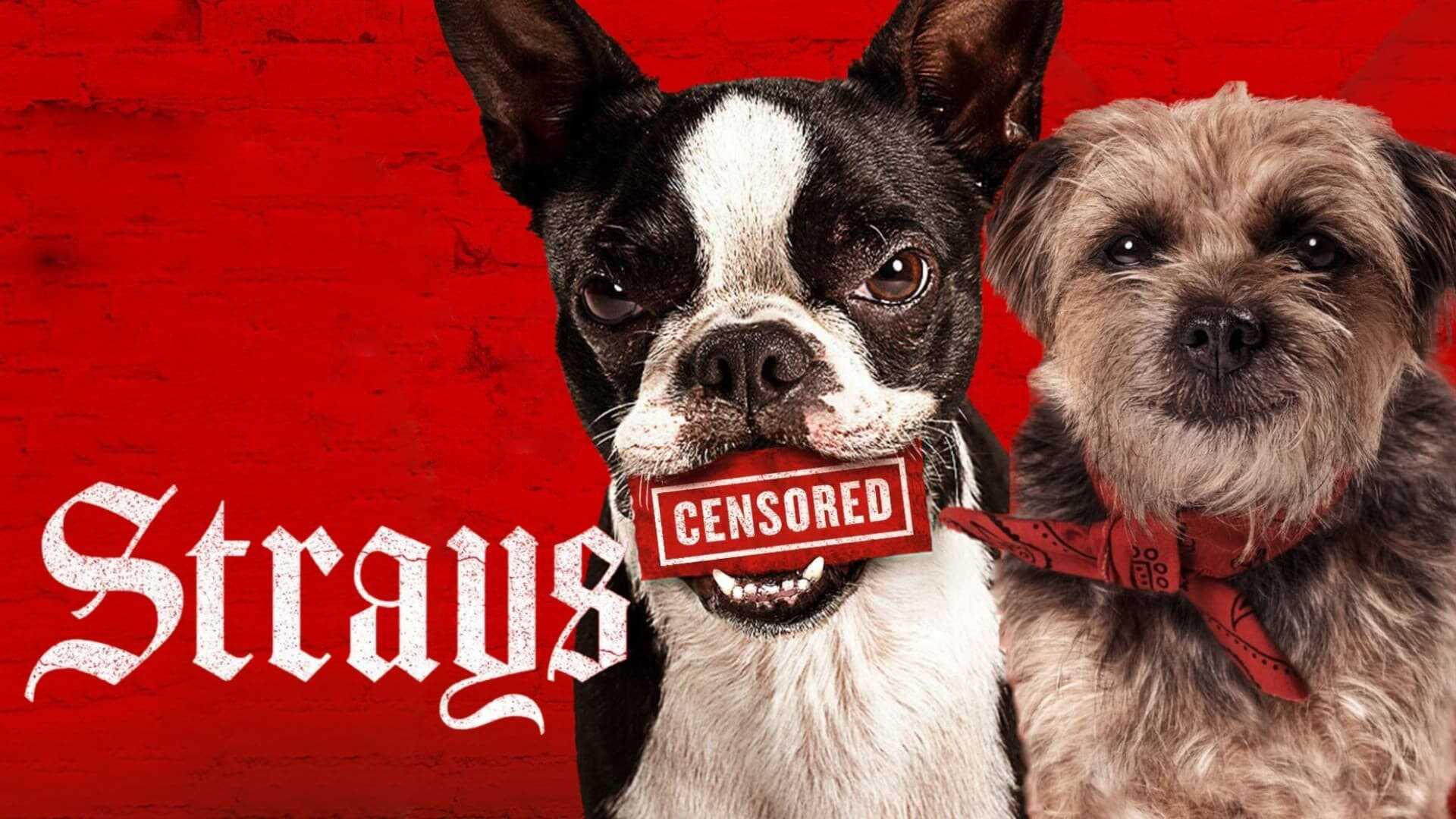 Strays 4