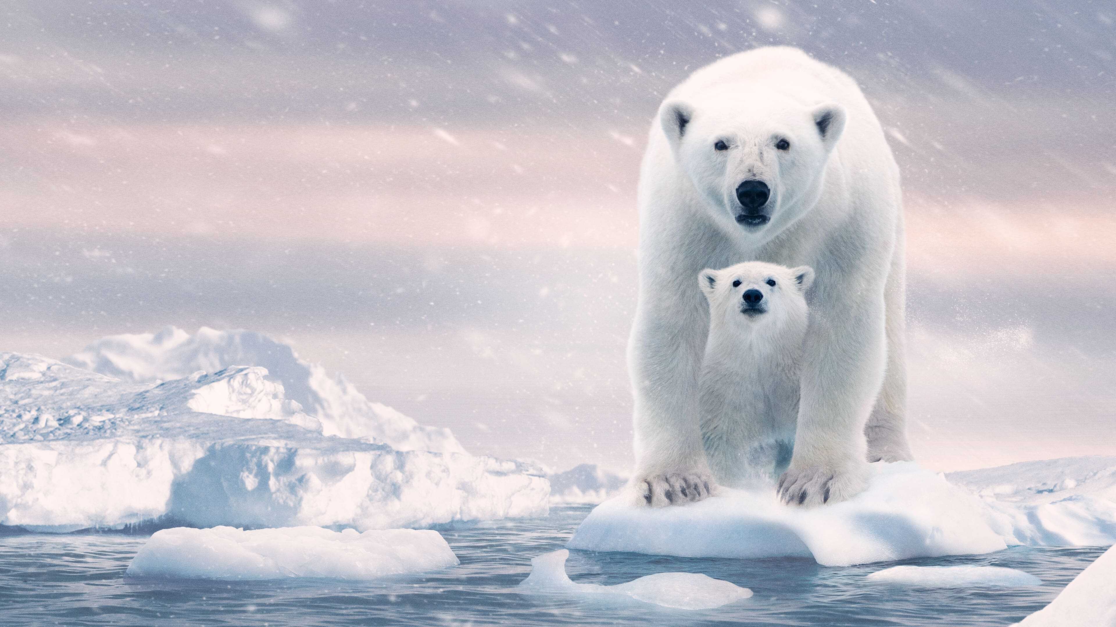 Polar Bear 0