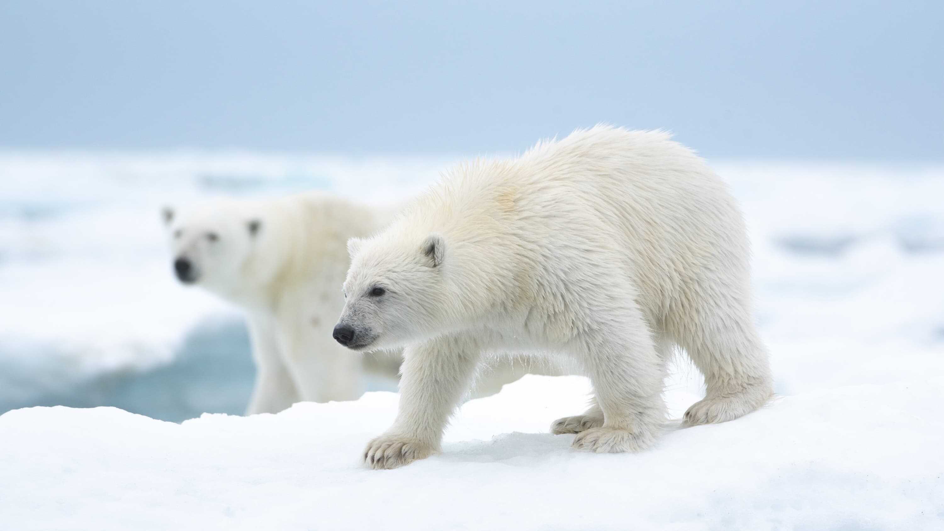 Polar Bear 2