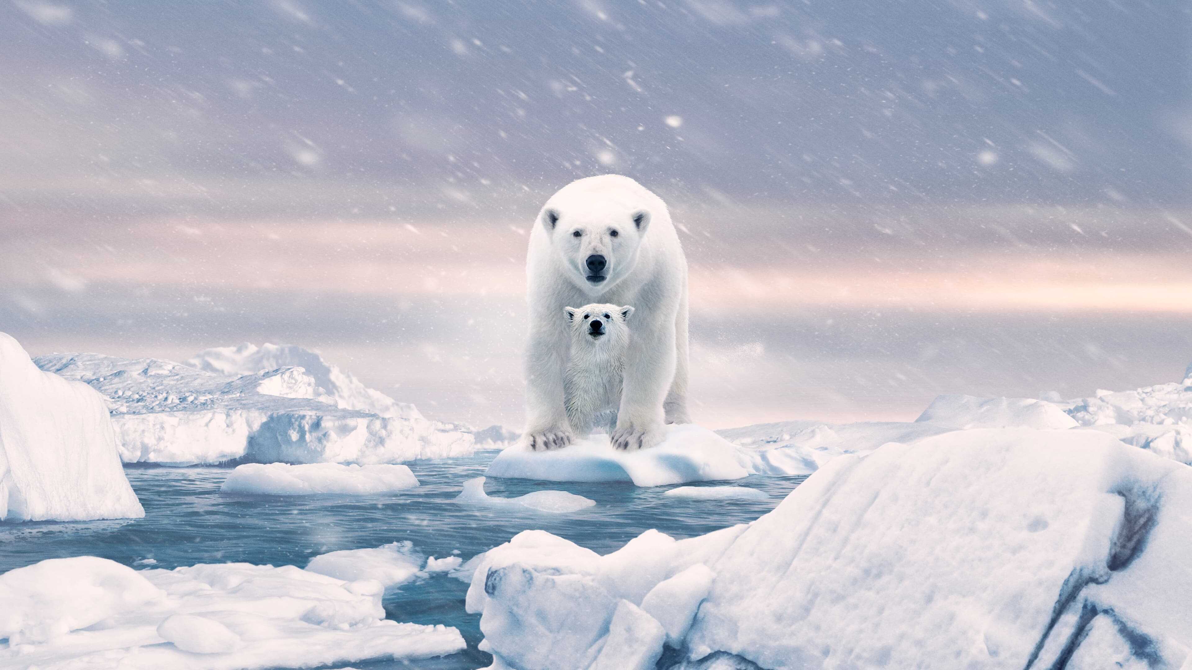 Polar Bear 3