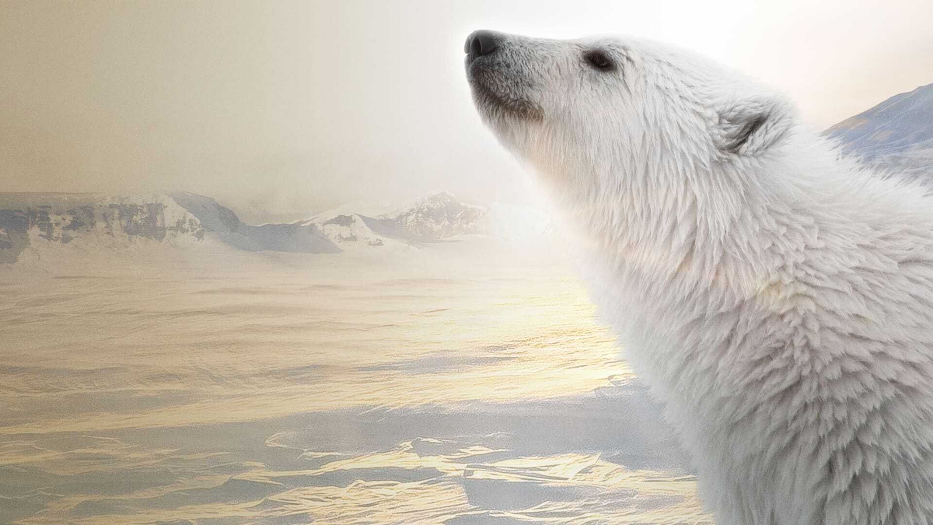 Polar Bear 4