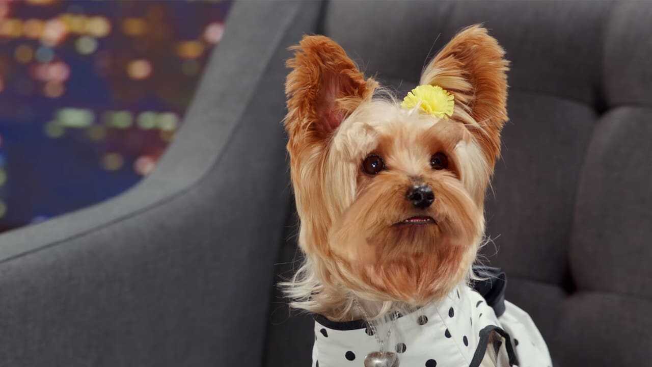 Pup Star: Better 2Gether 0