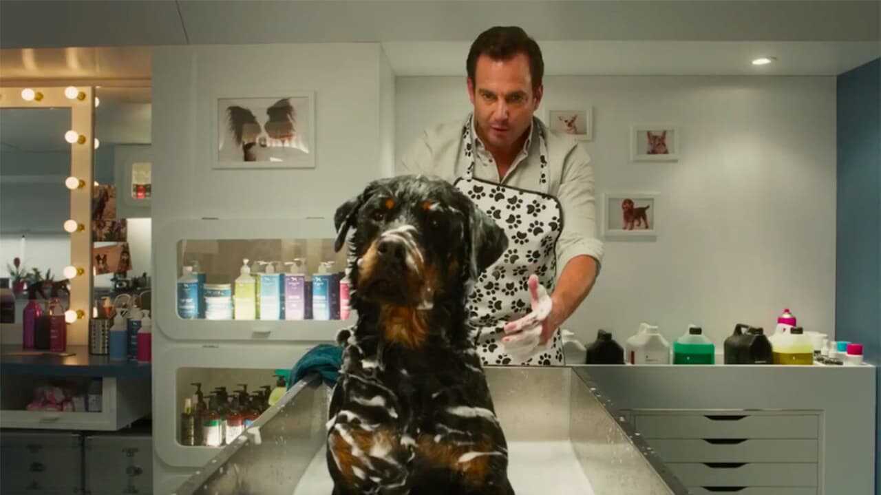 Show dogs - Entriamo in scena 0