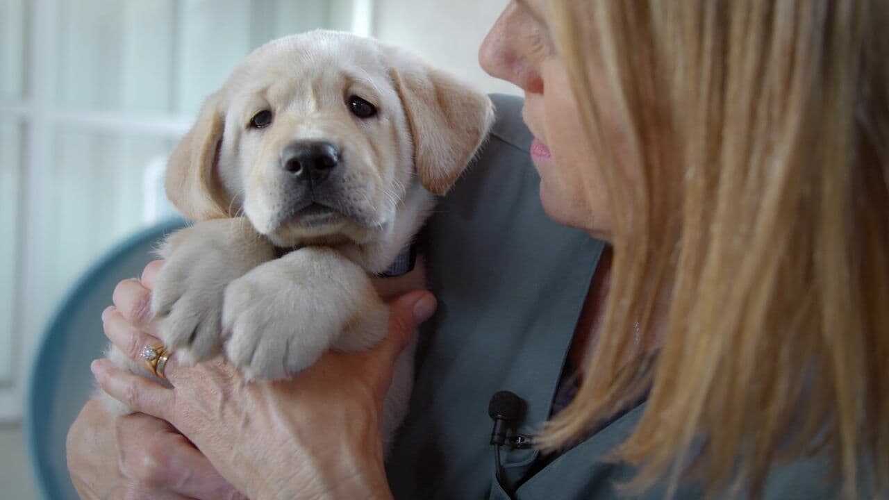 Pick of the Litter 0