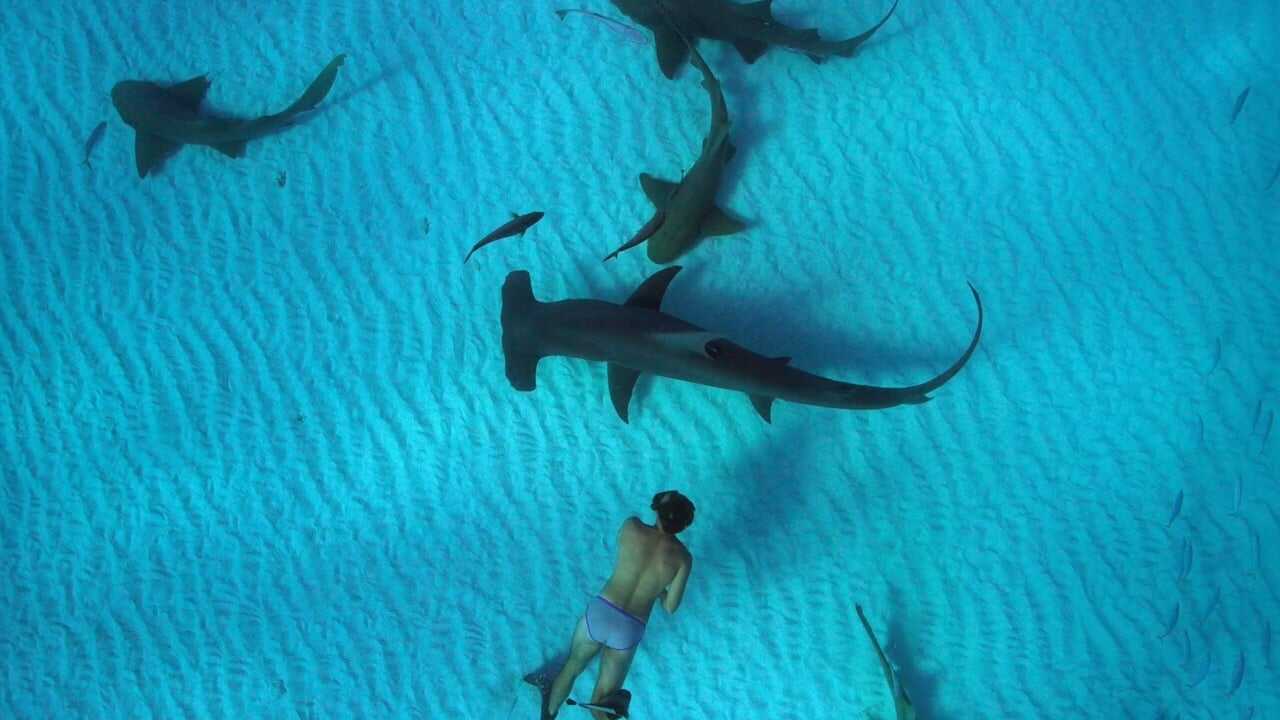 Sharkwater Extinction 0