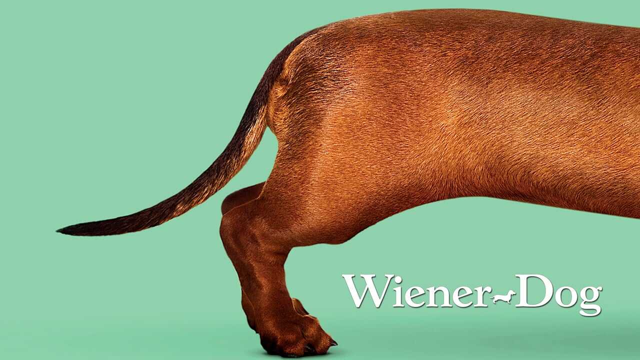 Wiener-Dog 0