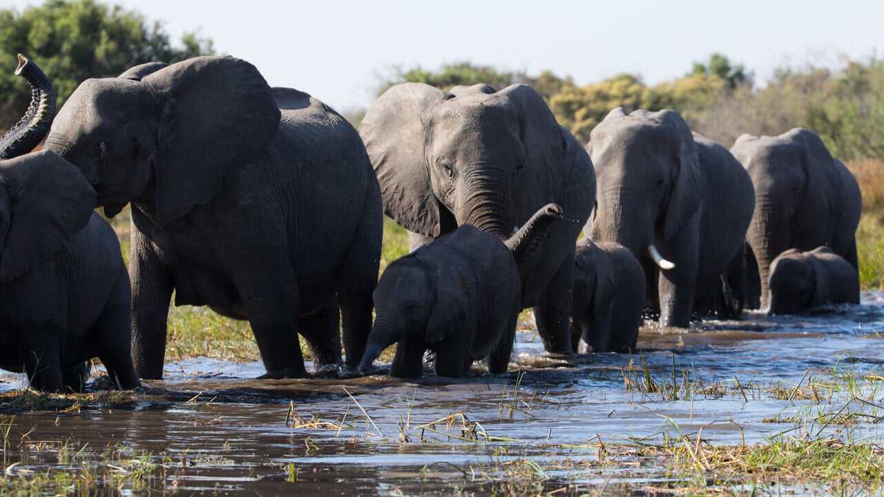 Elephant 0