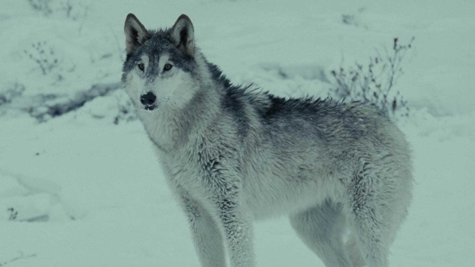 Le Chant du loup 1