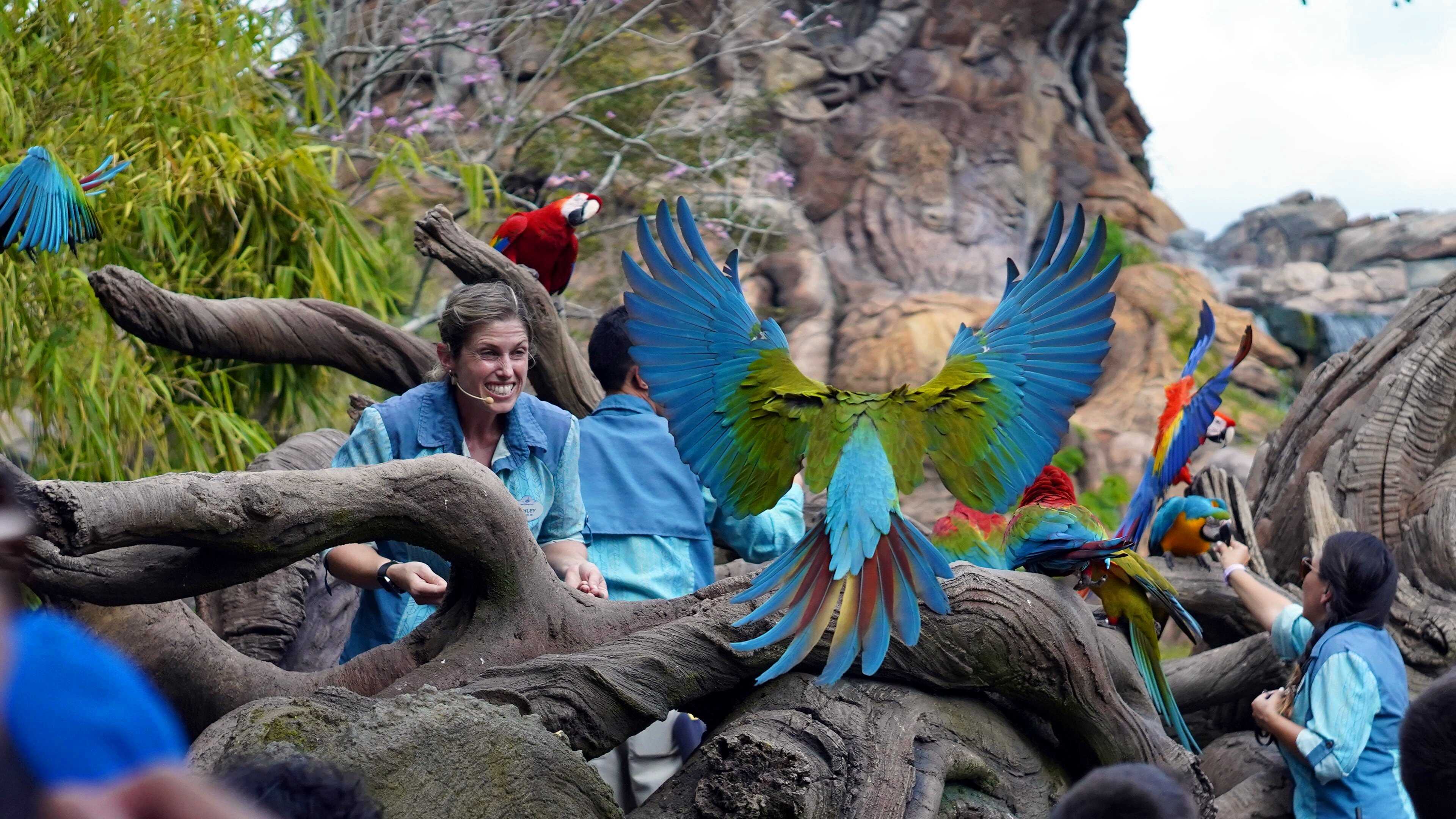 FR - Au cœur d’Animal Kingdom 2