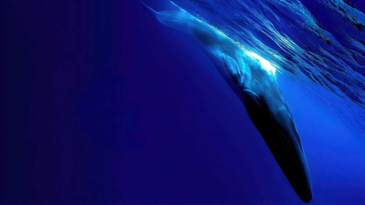 The Loneliest Whale: The Search for 52 0