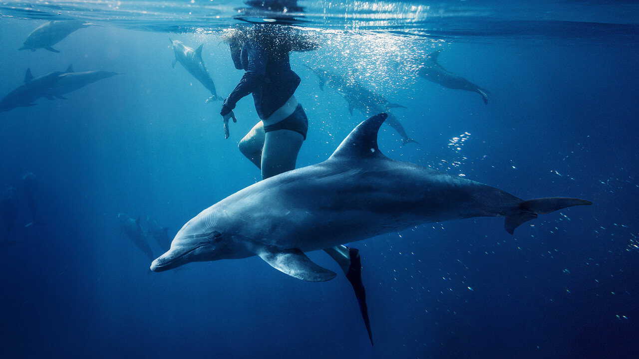 EN| Saved from a Shark - 2023 0