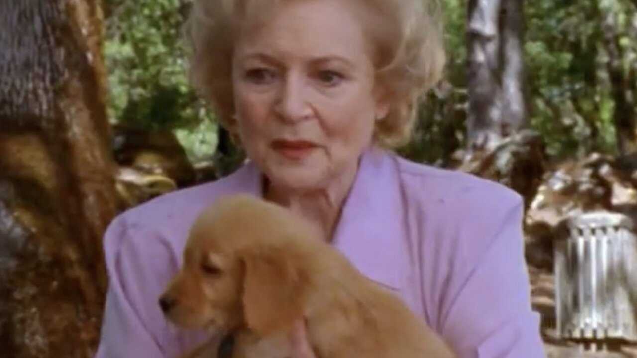 The Retrievers 0