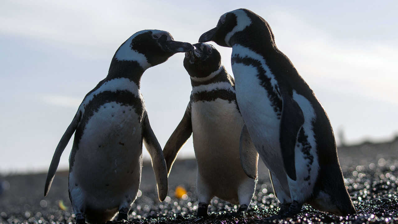 EN| Epic Animal Migrations: Patagonia - 2023 0