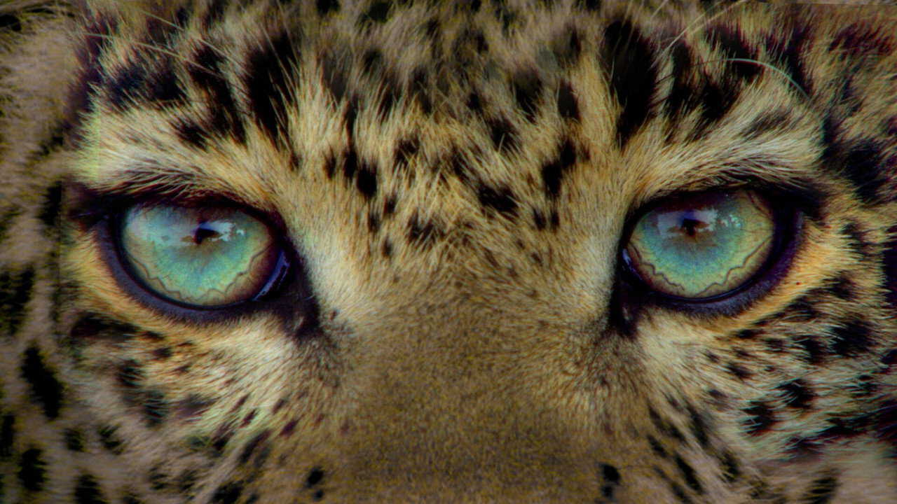 EN| Jade Eyed Leopard - 2020 0