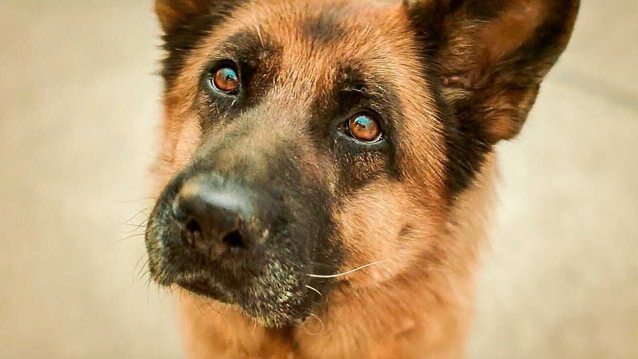 A Dog Named Palma 0