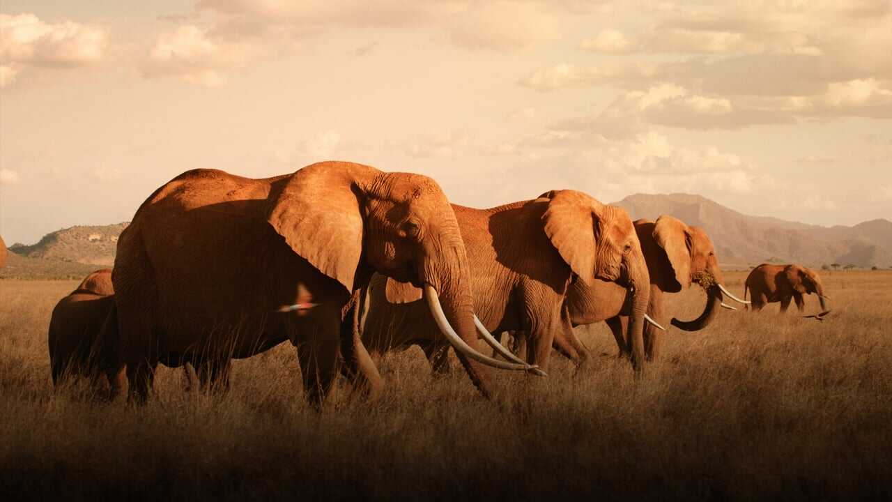 The Elephant Queen 0