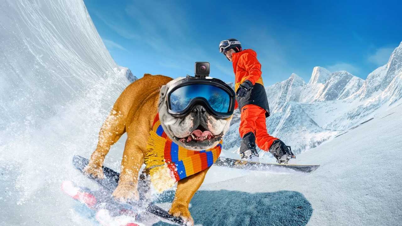 FR - Powder Pup [VOSTFR] - 2024 0