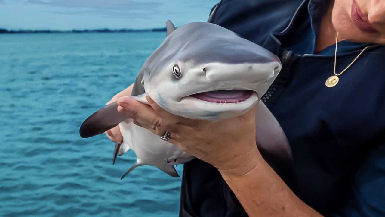 EN| Baby Sharks - 2022 0