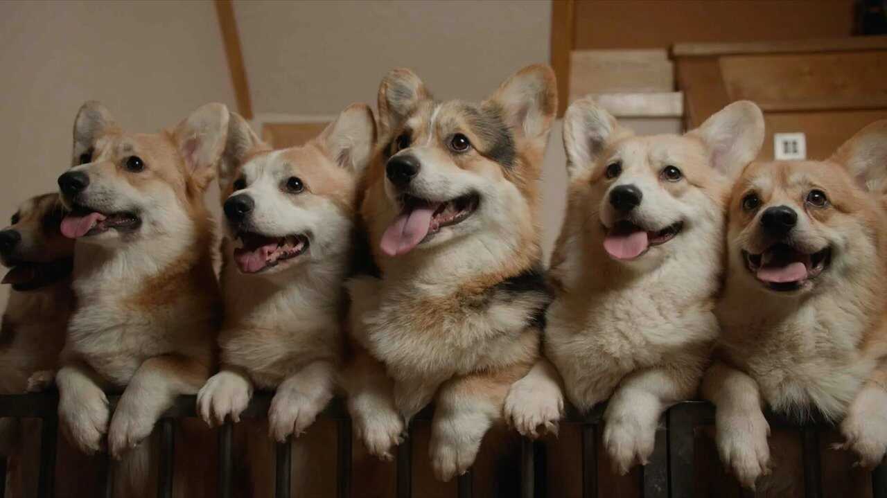 Us, Our Pets and the War 0