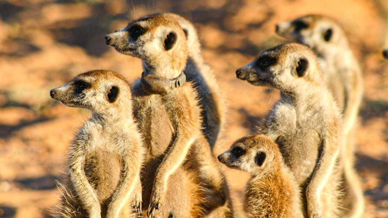 Die Königin der Erdmännchen (2008) 0
