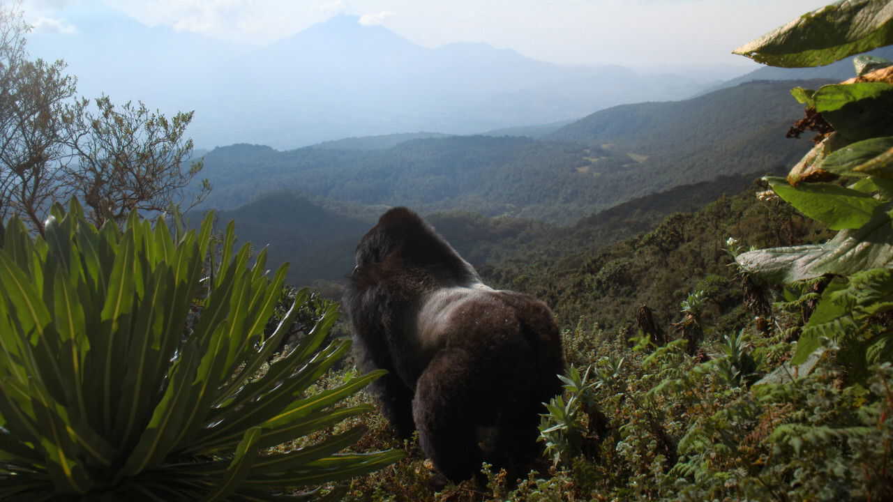 A Gorilla Story: Told by David Attenborough (2026) 0