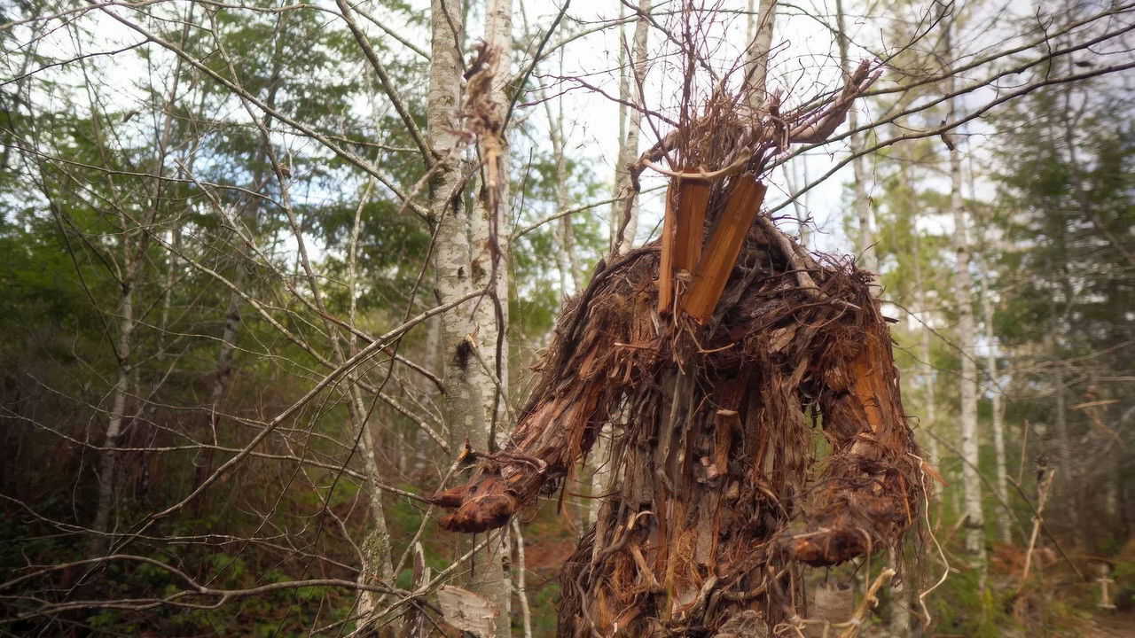 EN| The Stickman's Hollow - 2024 0