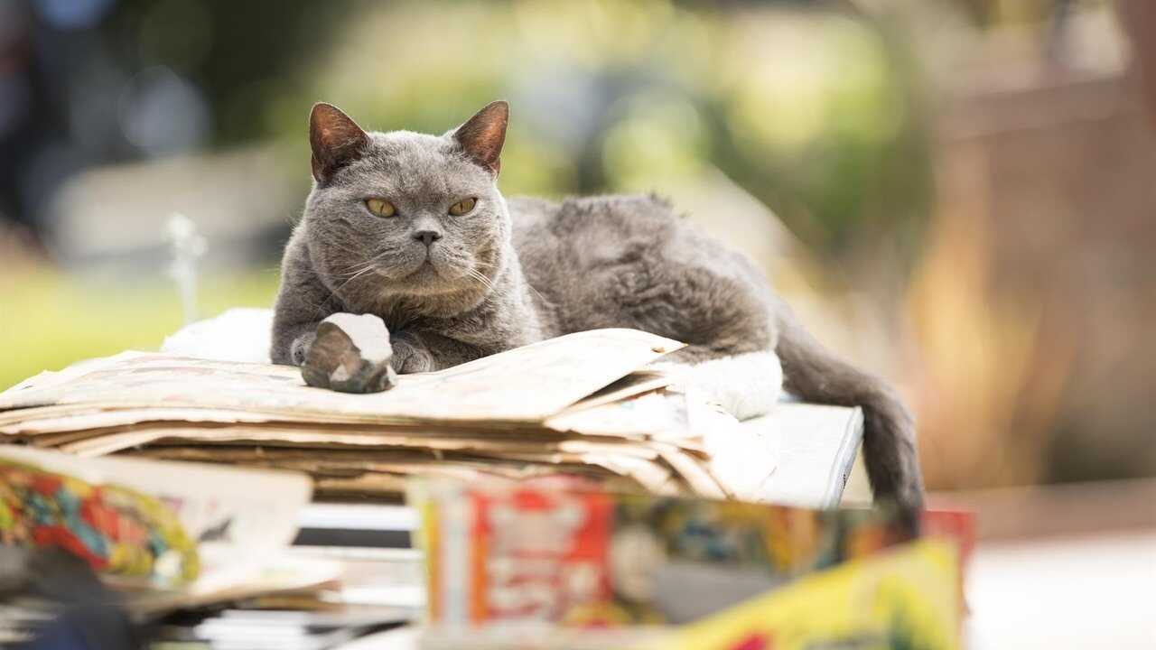 Murder of a Cat 0