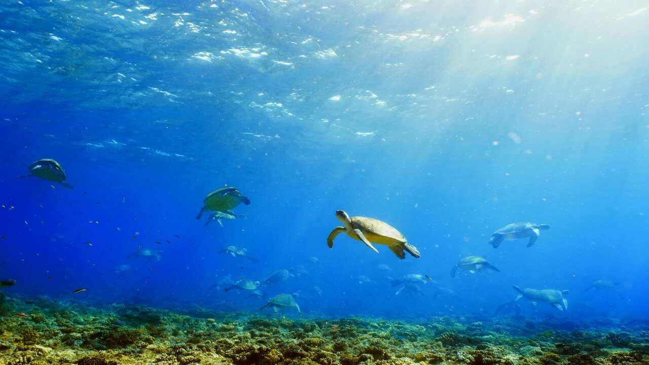 Turtle Odyssey 0