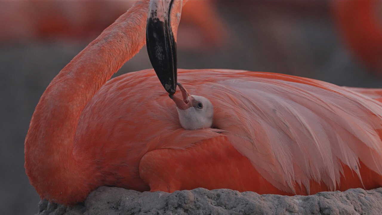 PT| Flamingos: La vida después del meteorito - 2026 0