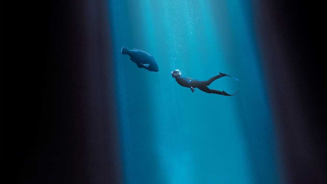 Blueback 0