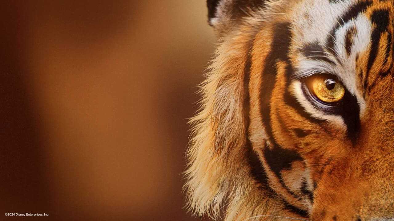Tigers on the Rise (2024) 0