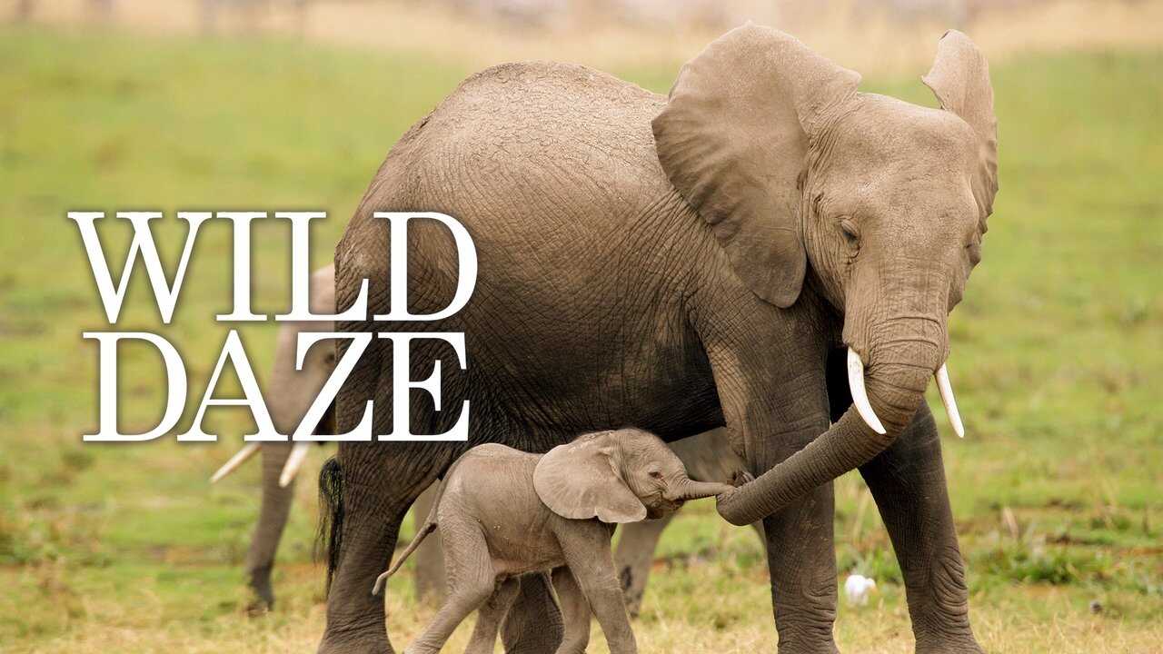 [FR] Wild Daze (2020) 0