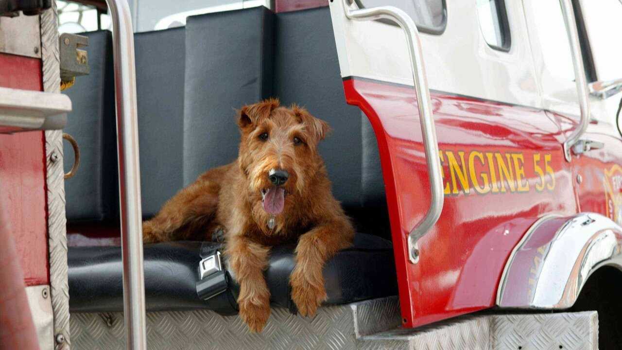 Rex, Chien Pompier 0