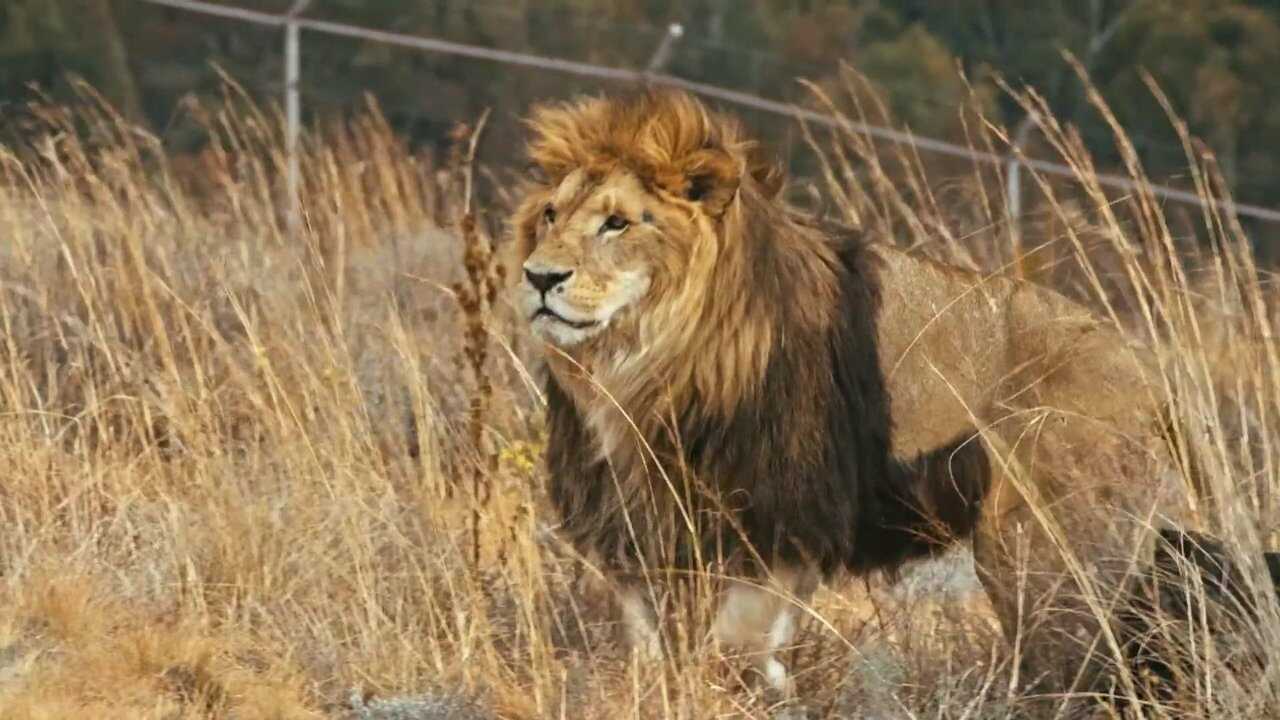 Lionsrock: Return Of The King (2014) 0