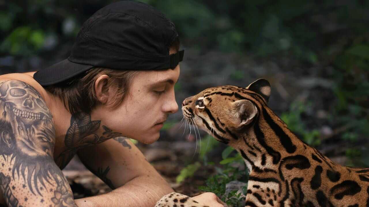 Wildcat 0
