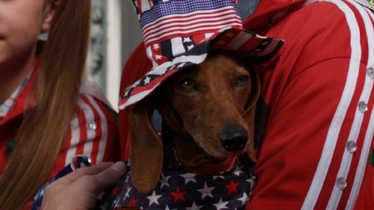 Wiener Dog Internationals (2015) 0