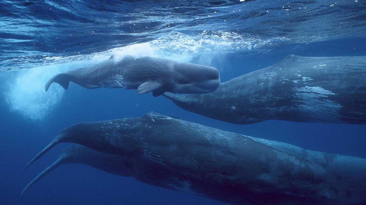Giants of the Deep Blue 0