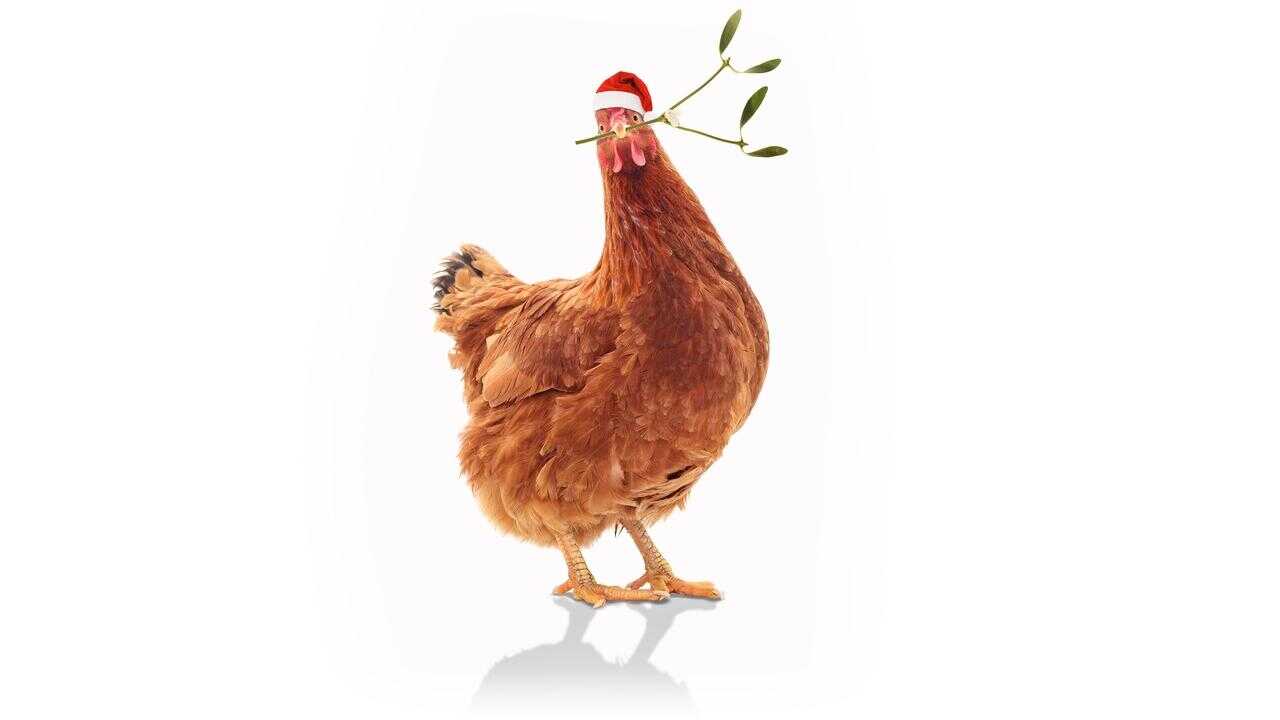 Feather Christmas (2024) 0