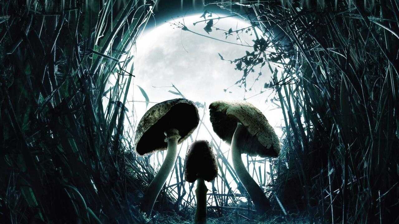 Shrooms 0