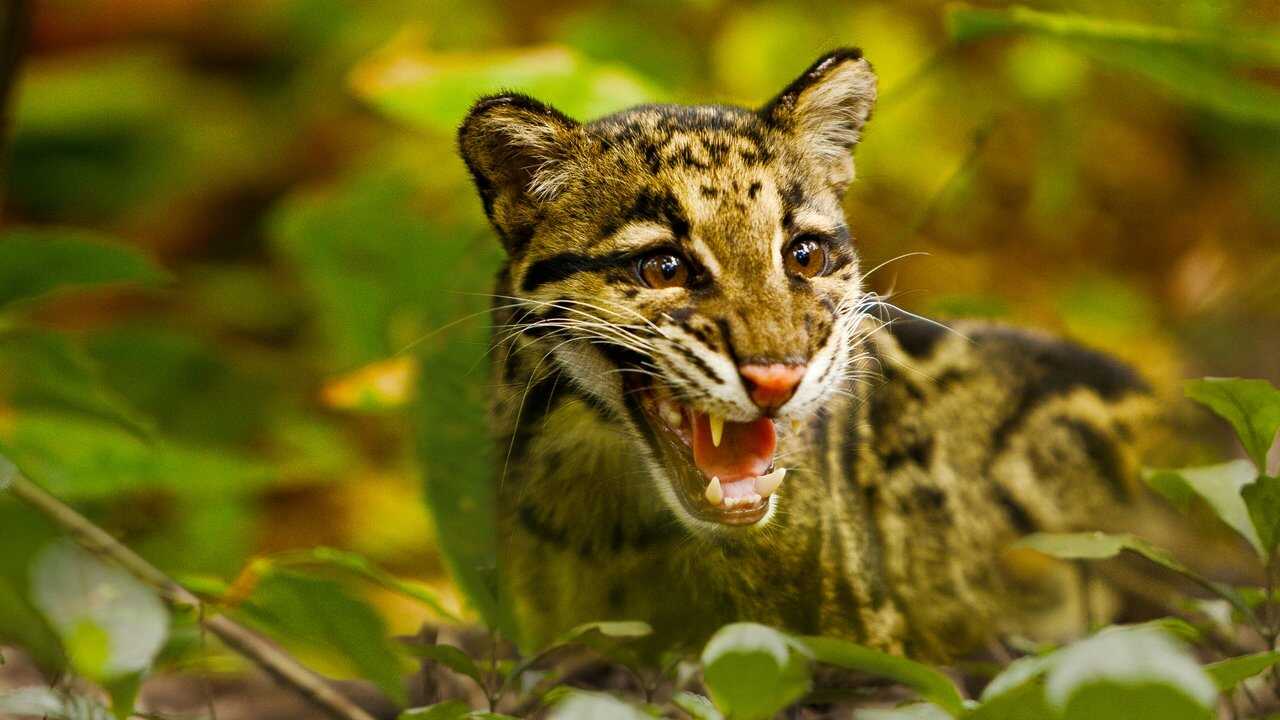 Return of the Clouded Leopards (2012) 0