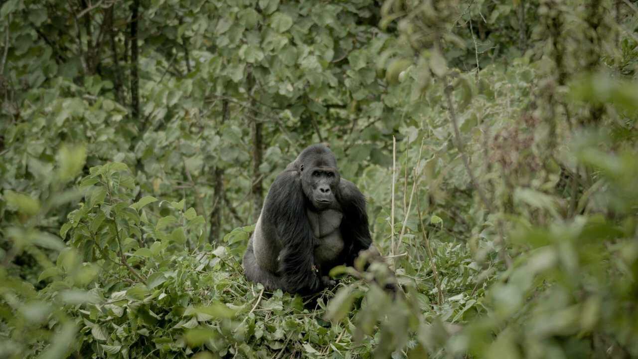 Silverback 0