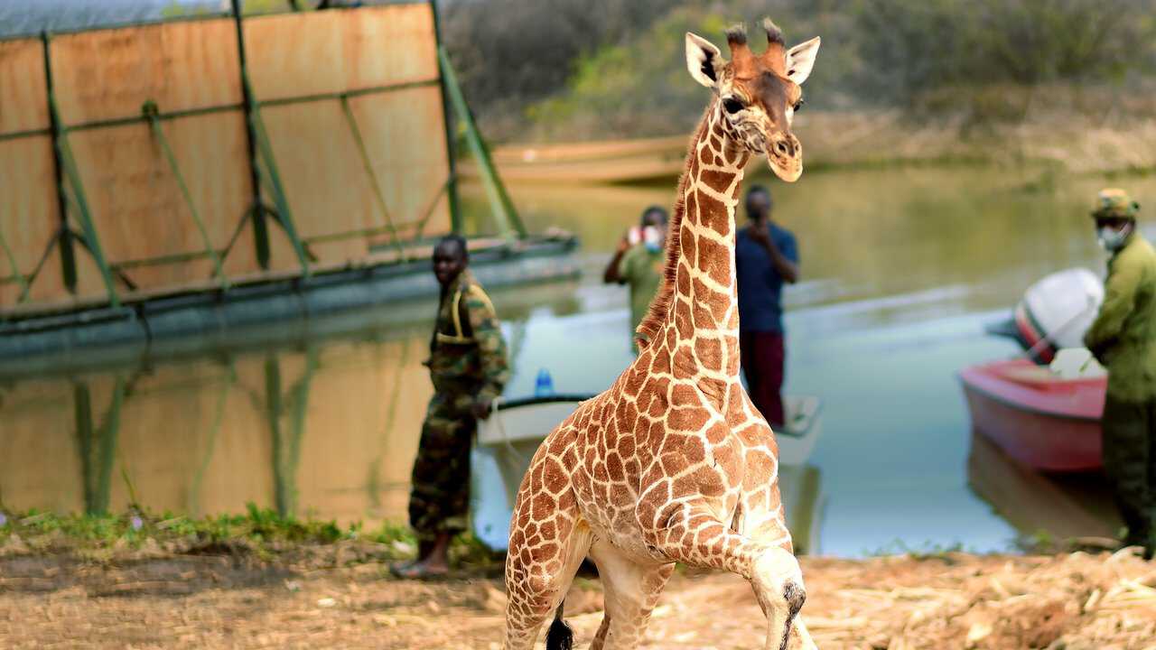 EN| Saving Giraffes: The Long Journey Home - 2022 0